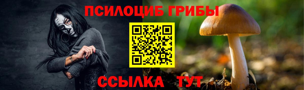 Псилоцибиновые грибы Psilocybine cubensis Кашира